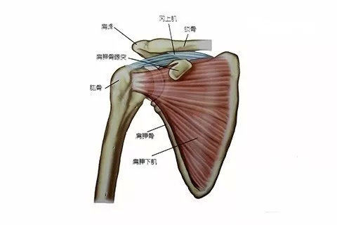 内衣带一直掉为什么,无肩带内衣总是往上滑怎么办