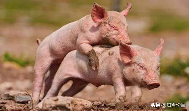 适合农村创业项目投资小的有哪些,农村最适合干什么生意赚钱投资小