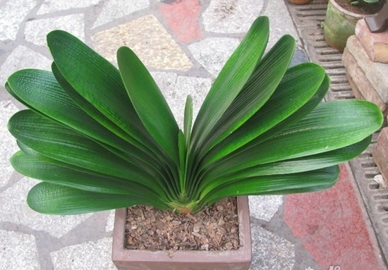 君子兰长得慢怎么办,君子兰长得慢怎么治