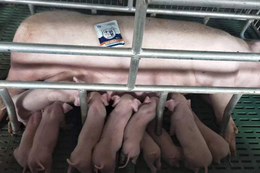 母猪不吃带药的饲料怎么解决,孕期母猪不吃饲料怎么办