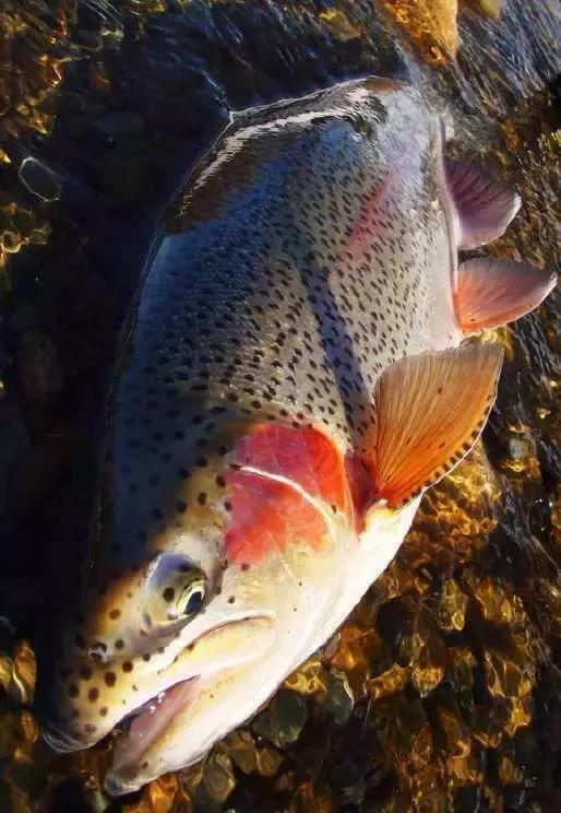 海南渔民整理的海鲜大全,渔民海鲜介绍