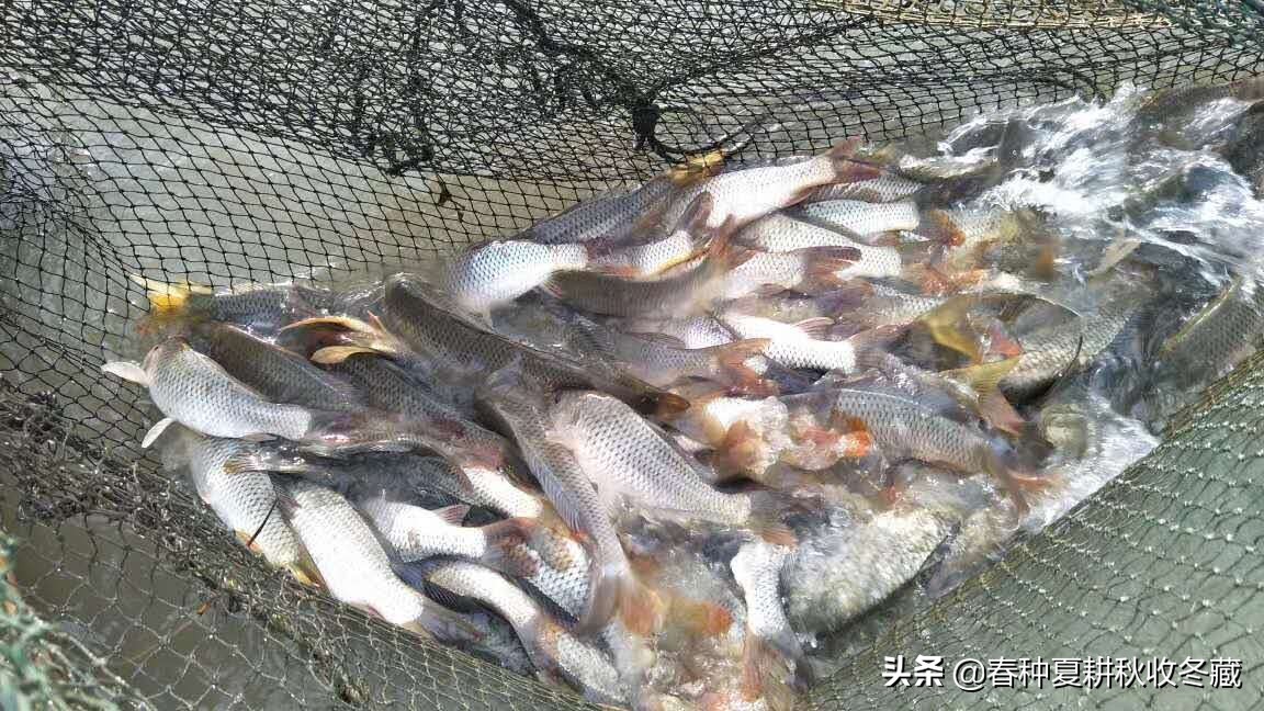 养鱼三不喂晚上不能喂吗,养鱼2天不吃不喝怎么办