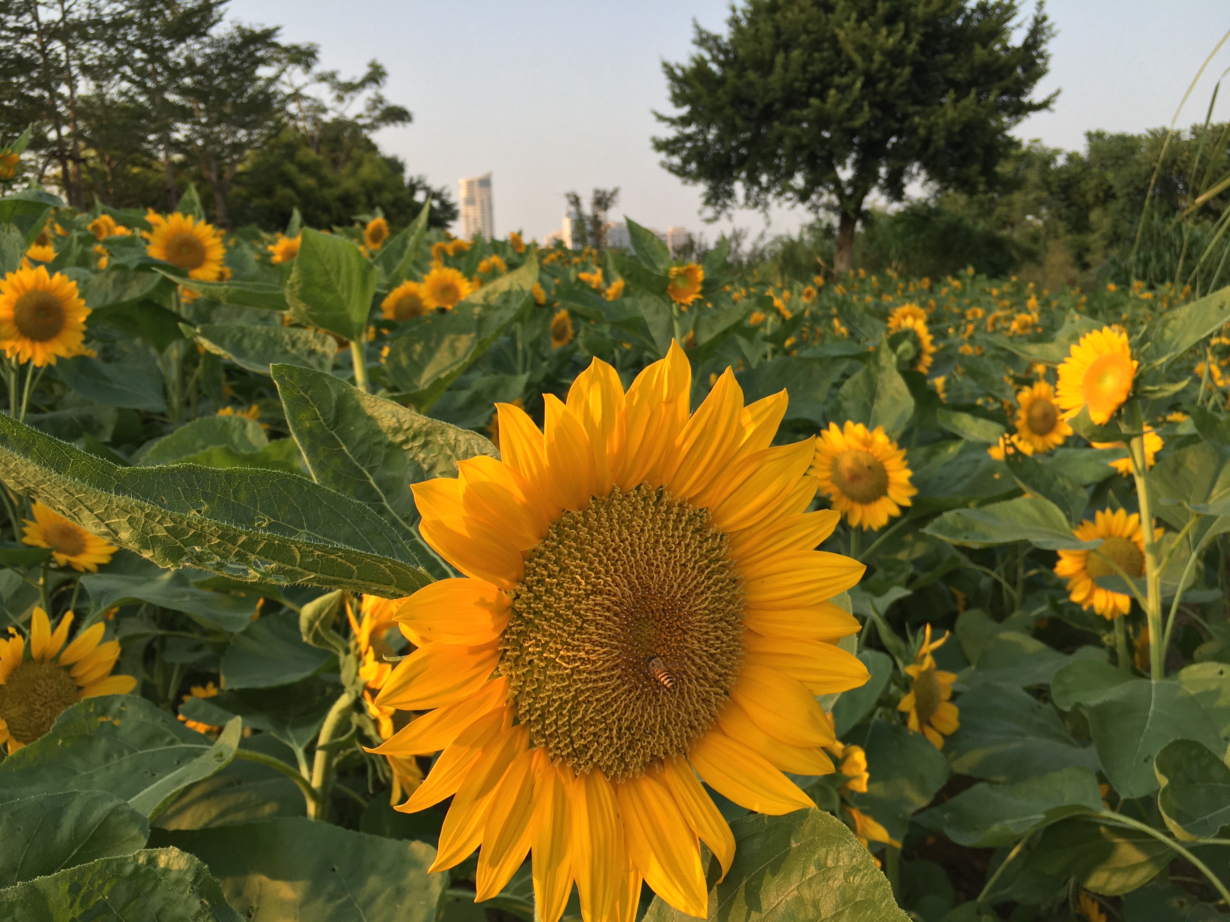 园博苑旅游攻略,厦门园博苑旅游攻略