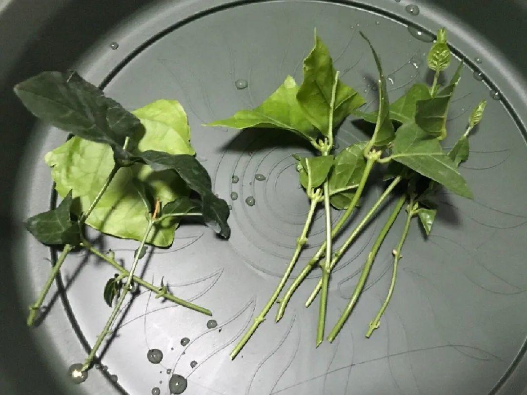 扦插花的快速生根法,哪些花卉可以用扦插的方法插活