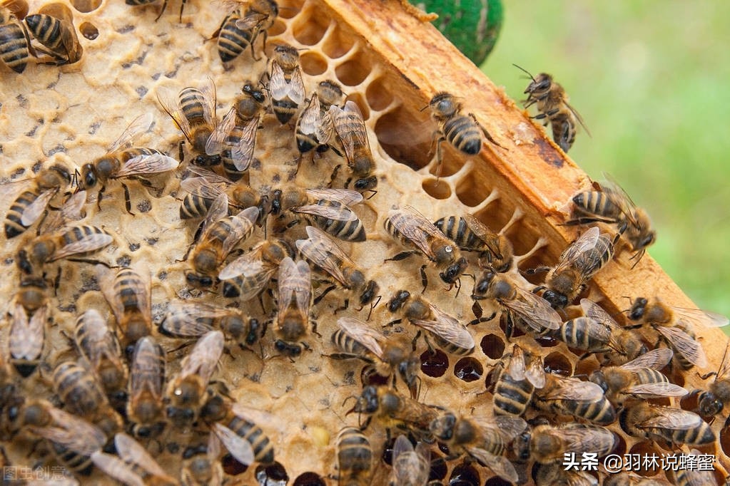 蜜蜂怎么养殖才会有蜜,蜜蜂怎么养才能提高产蜜