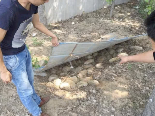 一天能吃掉半斤白蚁，曾是农业一大益兽，却被当补品差点吃绝了