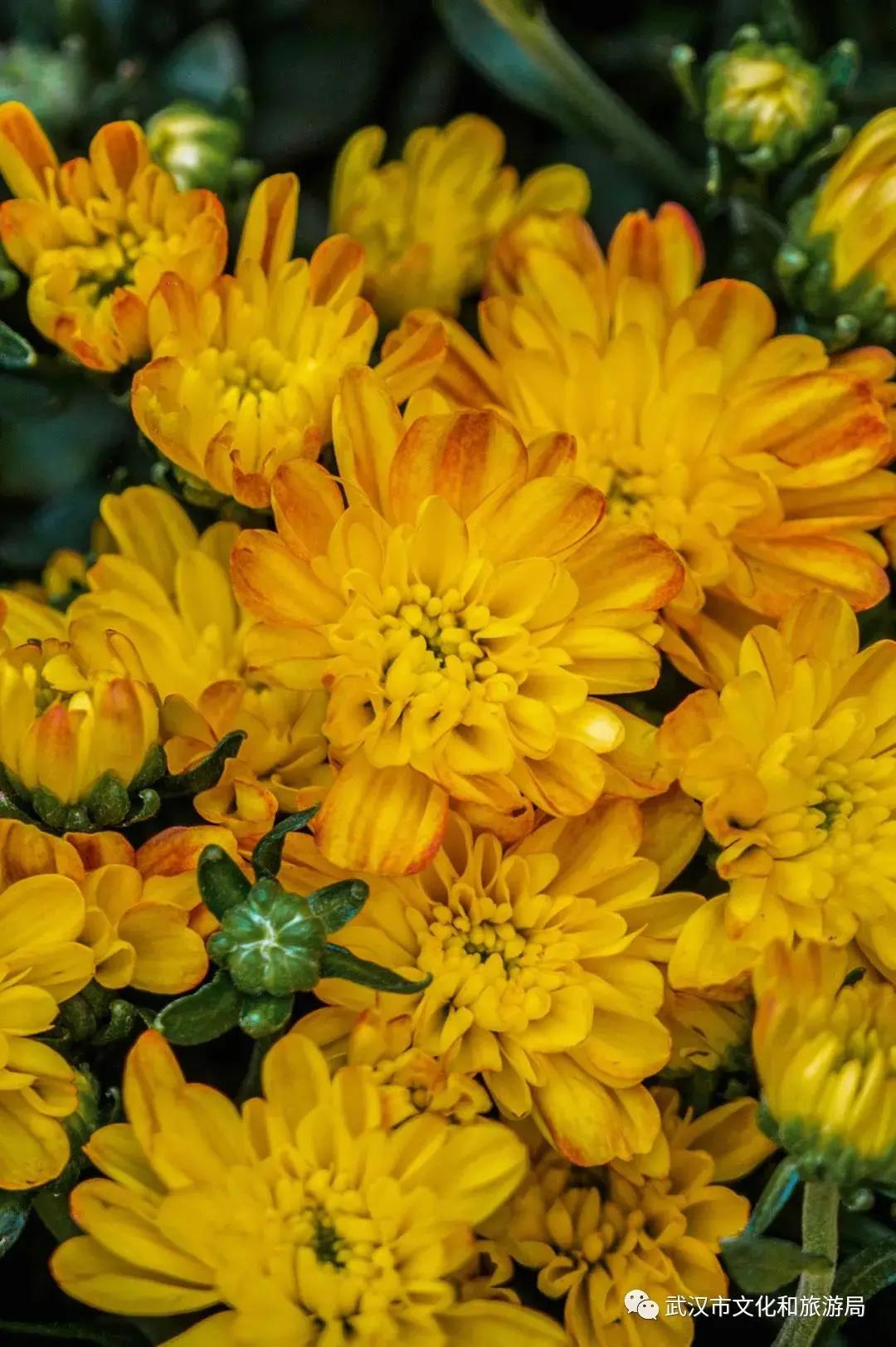 鏉ユ睙婊╄祻鑿婅姳,鑿婅姳鐑傛极