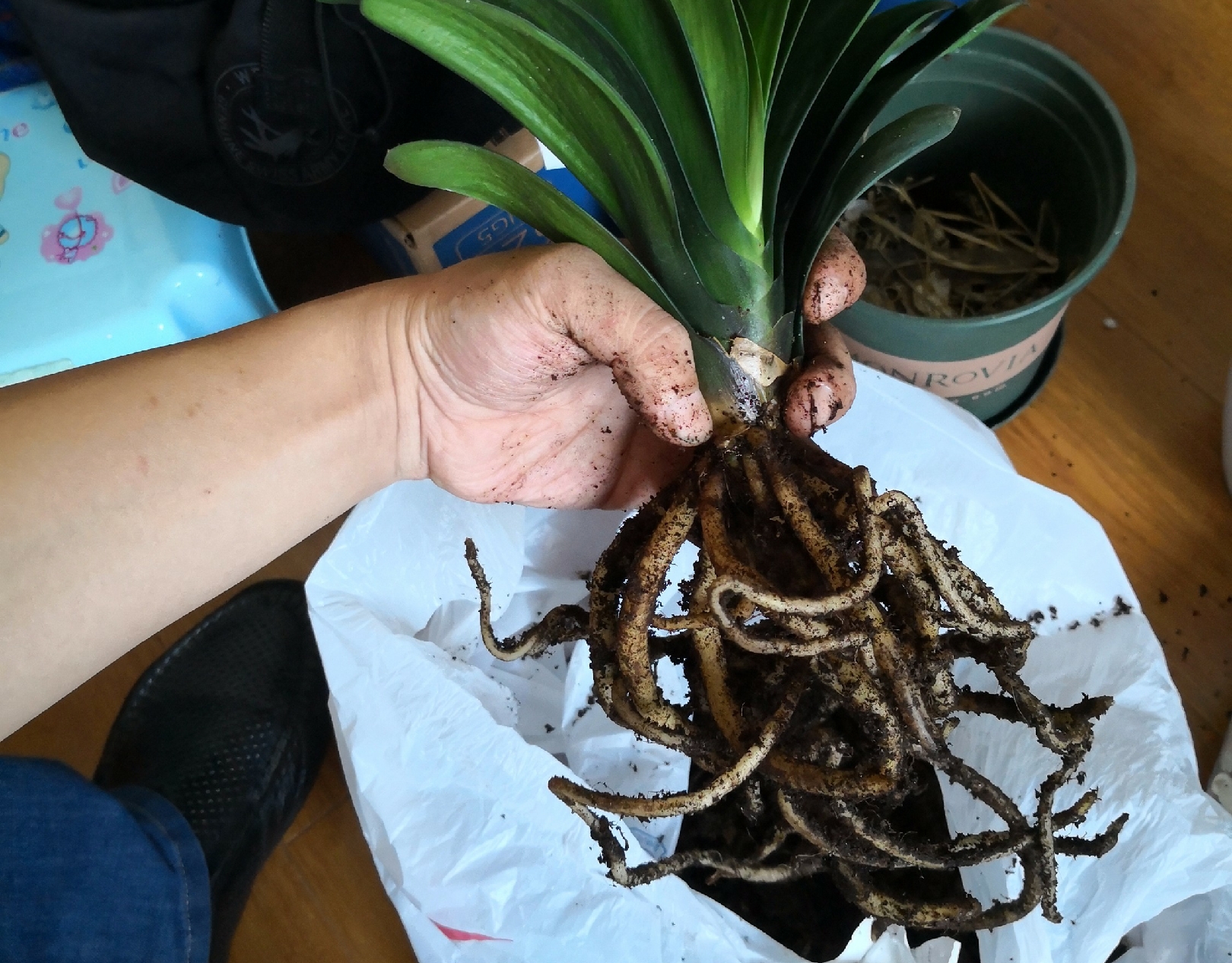 柳枝水能让君子兰快速生根,君子兰上盆柳树枝条浸泡