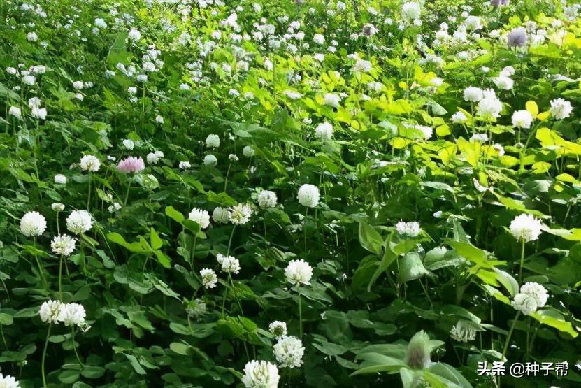 白三叶护坡草坪,护坡草坪哪种好