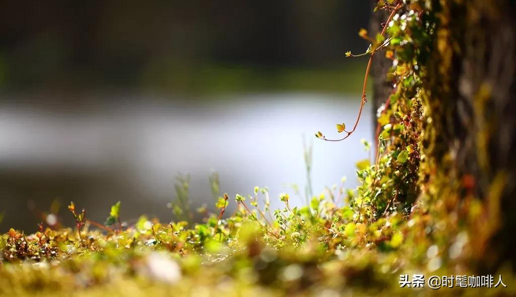 咖啡苦涩带着甜,咖啡微微苦涩像极了旧时光