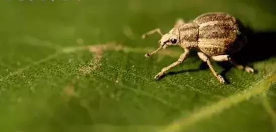 如何区分4类地下害虫的危害特点,田间害虫多该怎样消灭地下害虫