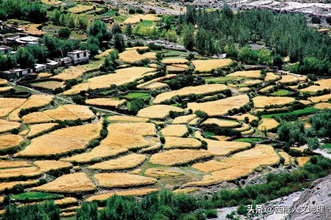 8次深入喜马拉雅，著名藏学家朱塞佩·杜齐的阿里探险之旅