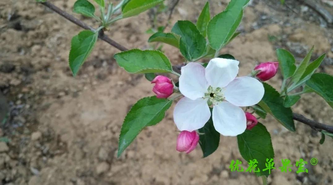 优花单果宝管用吗,优花单果宝疏果原理