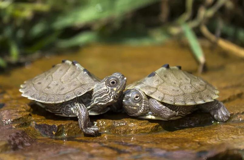 土霉素可以给乌龟治疗哪些疾病,乌龟常见疾病与防治方法合集