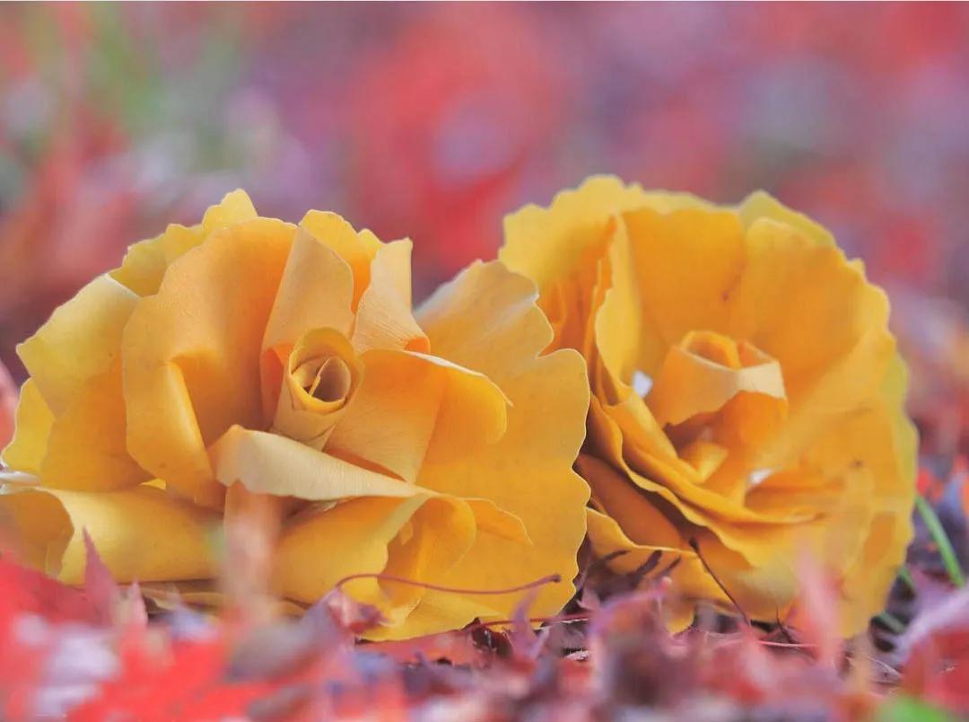 银杏树叶如何做玫瑰花,银杏叶如何制作玫瑰花