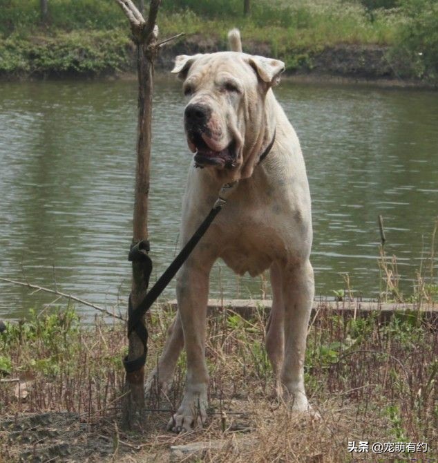 库达犬vs土佐犬咬合力,公认十大最好养的猛犬