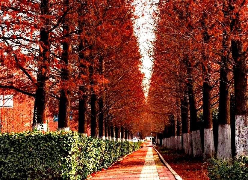 湖北恩施水杉在哪里,恩施水杉公园