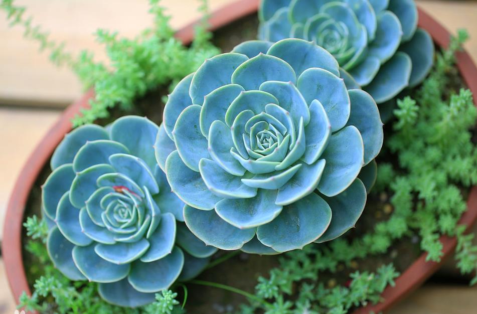 玉蝶多肉怎么修剪成多头,玉蝶怎么从一个头变多头