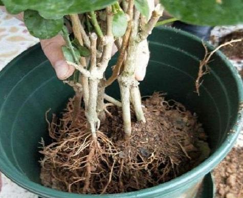 茉莉花养老桩好不好,新买的茉莉花怎么养成老桩