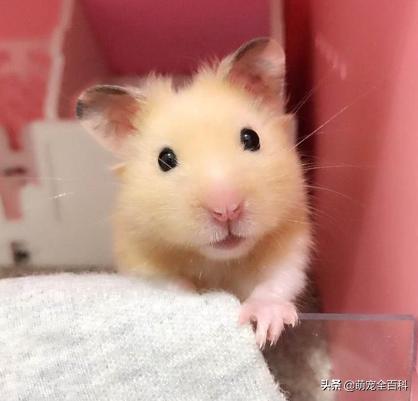 适合家庭饲养除猫狗以外的宠物,你有养过宠物没