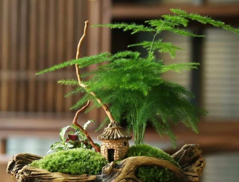 怎样能使文竹翠绿,文竹低矮