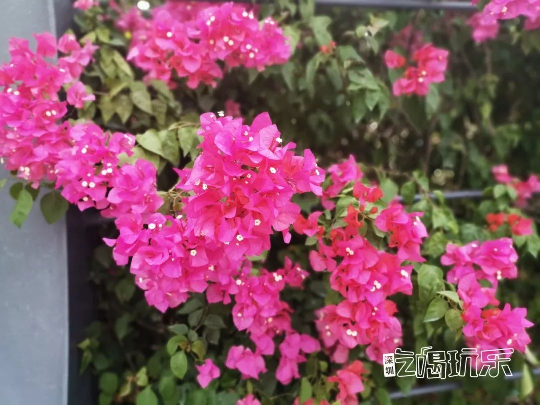 深圳最美簕杜鹃谷公园花海,宝安区花海赏花景点