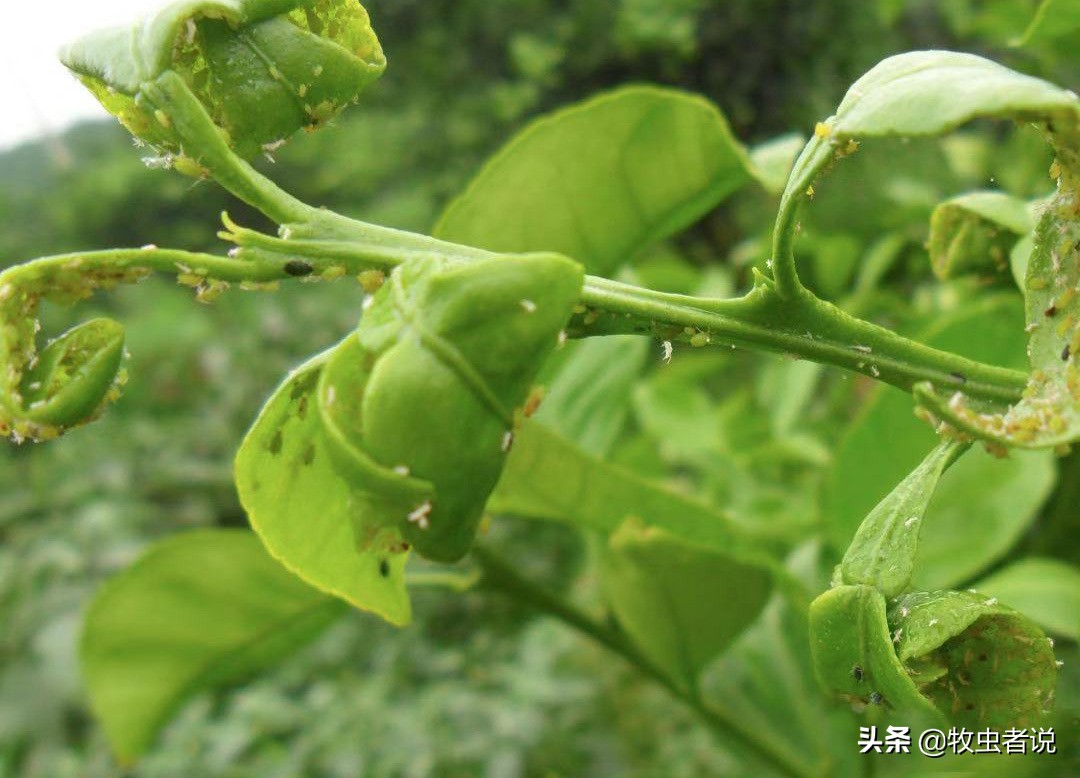 柑橘树叶子翻卷什么原因,柑橘树卷叶是什么问题