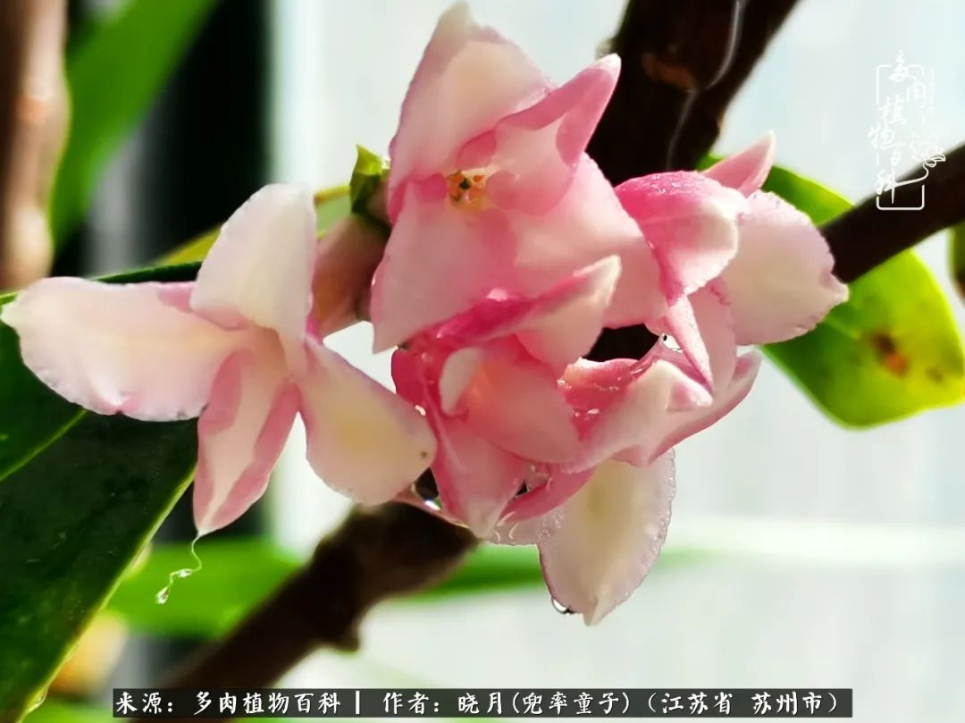 六年时间环游22个国家,却被多肉小萌物征服