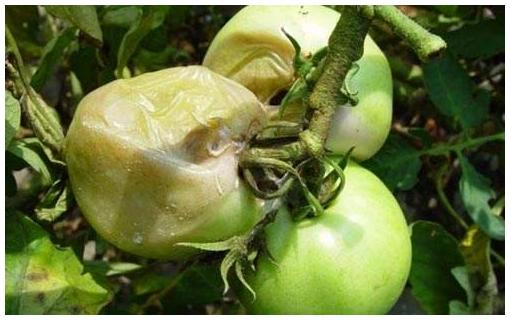 植物细菌性的病害由什么引起的,植物细菌性的病害用什么药