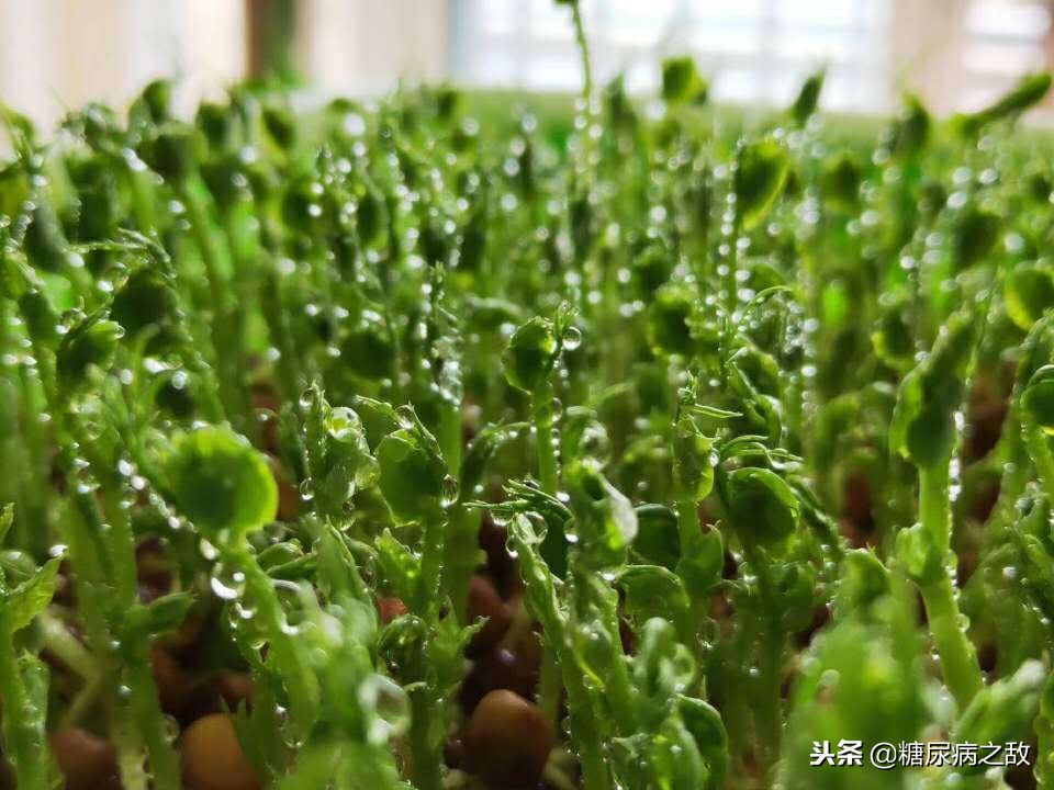 适合糖尿病人旅行的食物,适合糖尿病患者的旅行