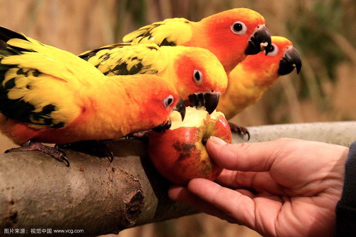 牡丹鹦鹉鸟价格表,所有鹦鹉价格品种大盘点