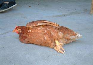 鸡得了马立克病肉还能吃吗,马立克治鸡病的最佳方法