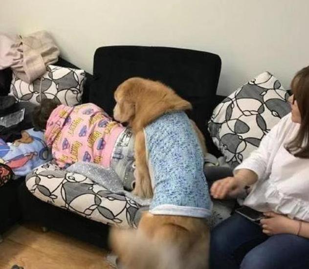 温顺乖巧的大金毛,乖巧大金毛狗视频