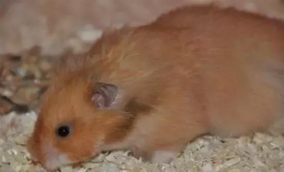 仓鼠种类大仓鼠,仓鼠的详细资料仓鼠的种类