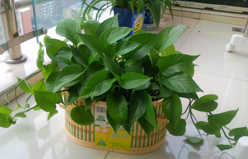 南方怎么养好绿萝花卉盆栽,绿萝大盆栽图片大全