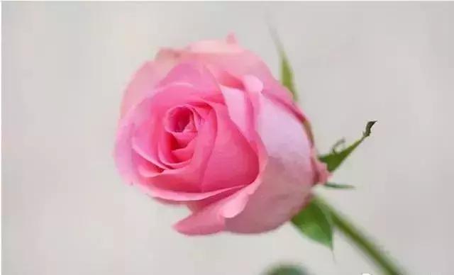 100种玫瑰品种图鉴大全,100种玫瑰品种图解