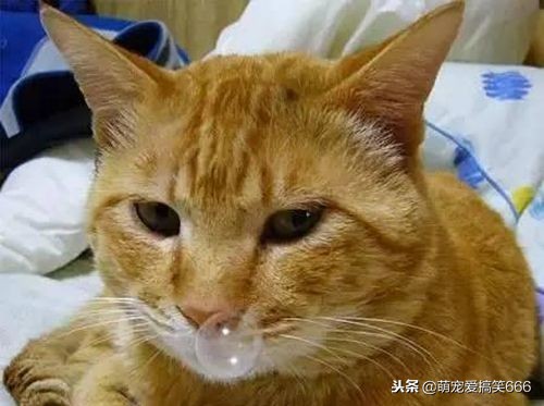 猫咪生病的12种表现铲屎官必知,猫咪怎么样是感冒了