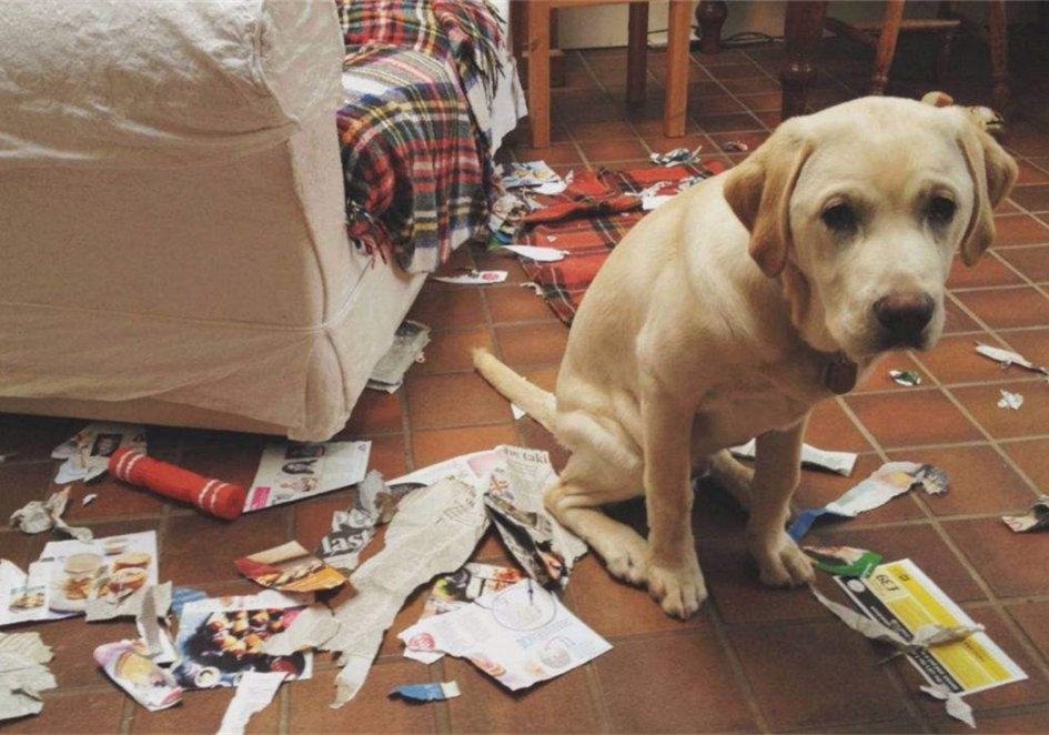 狗狗叛逆期护食,狗狗攻击性最佳矫正方法