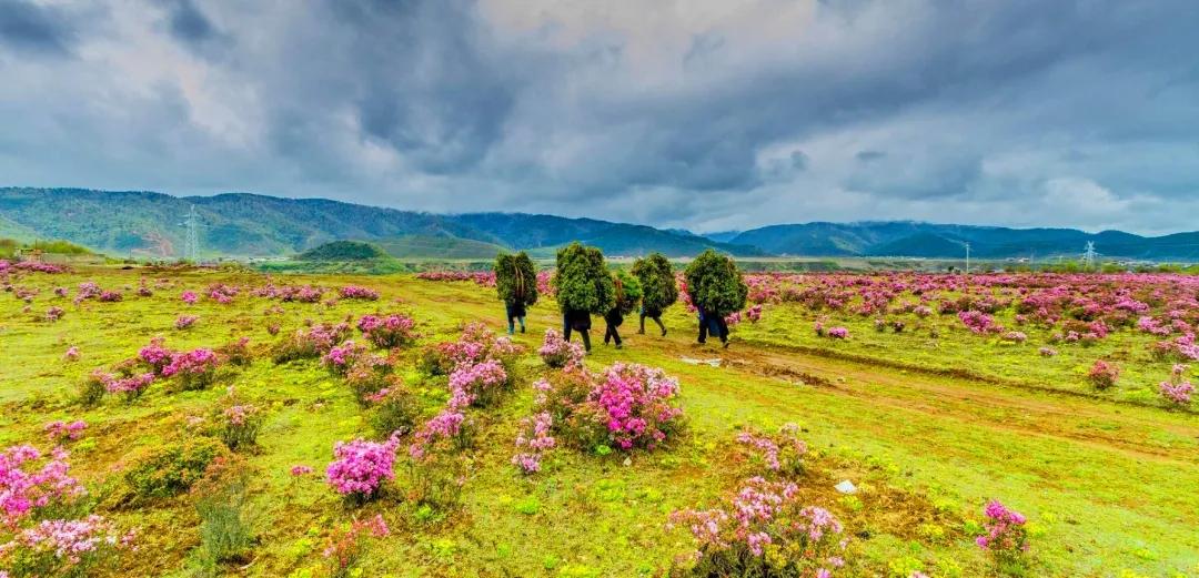 带你Get《司藤》同款神仙美景,春天的香格里拉这样玩