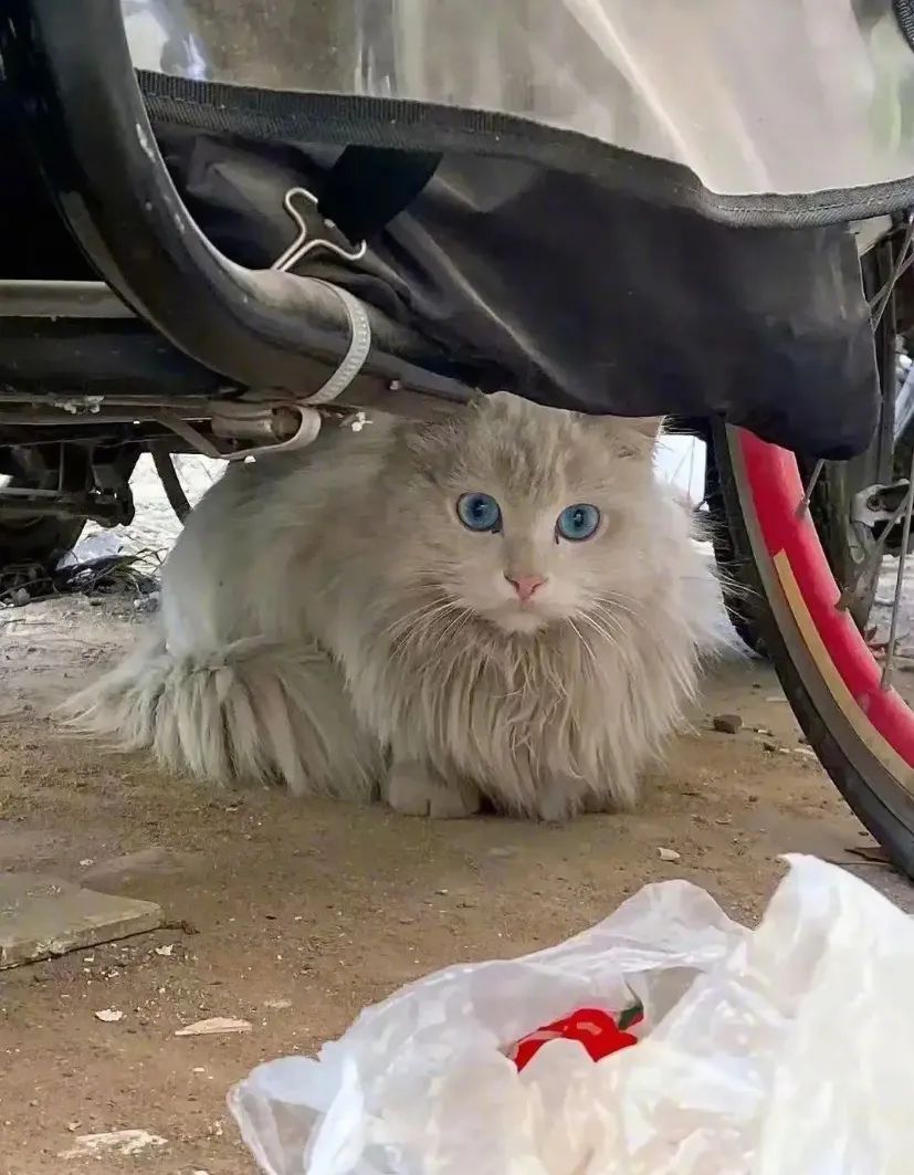 路遇仙女猫,路上碰到猫抱起来就跑