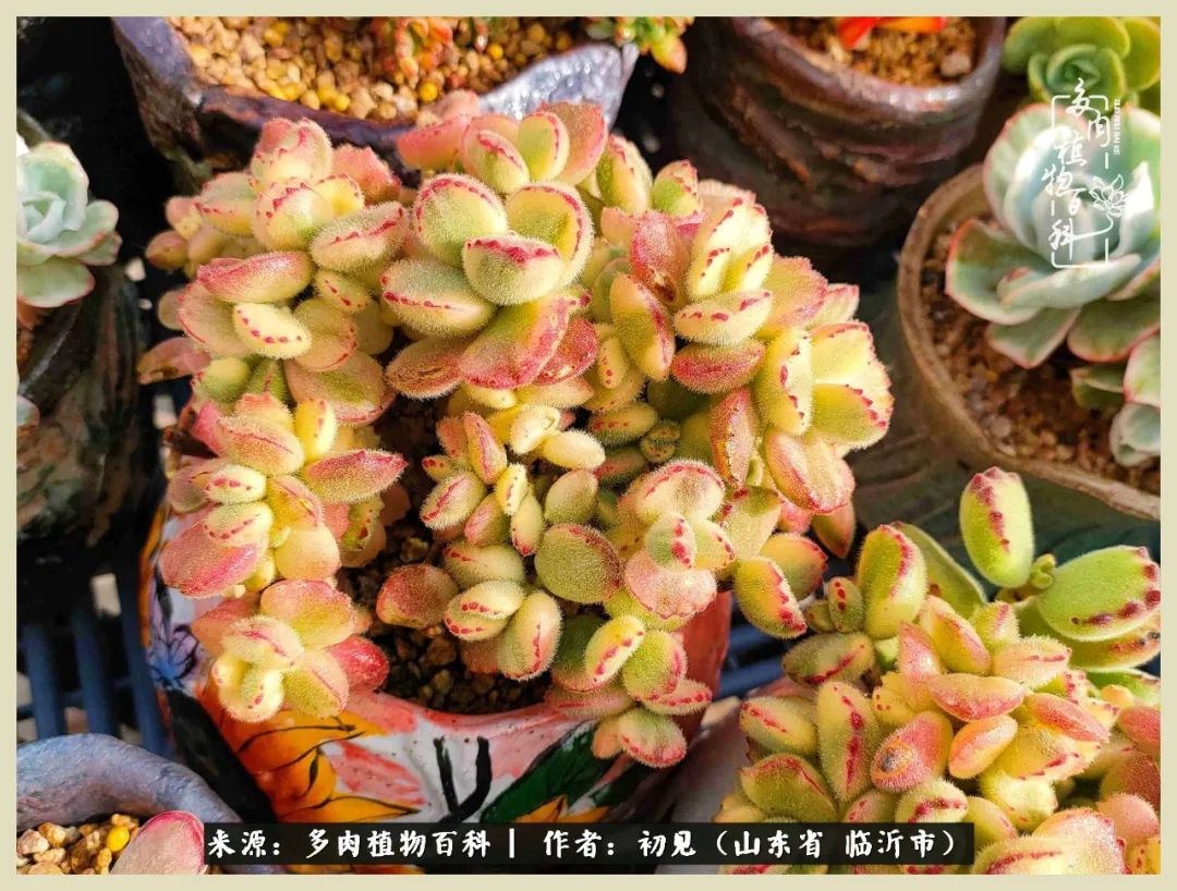 和多肉植物相伴,和多肉相处的心情