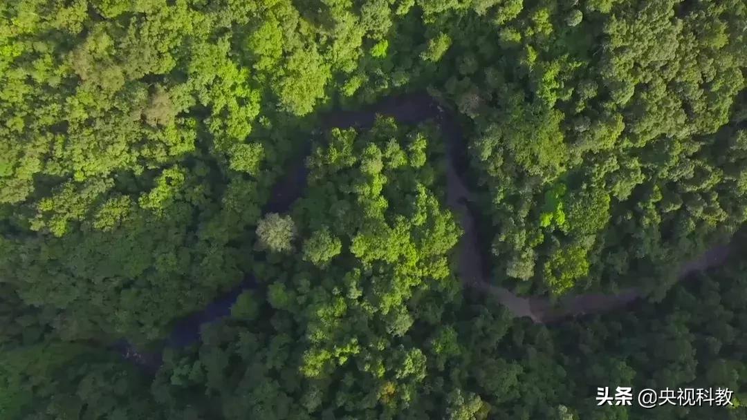揭秘出没滇南的巨型“红龙”