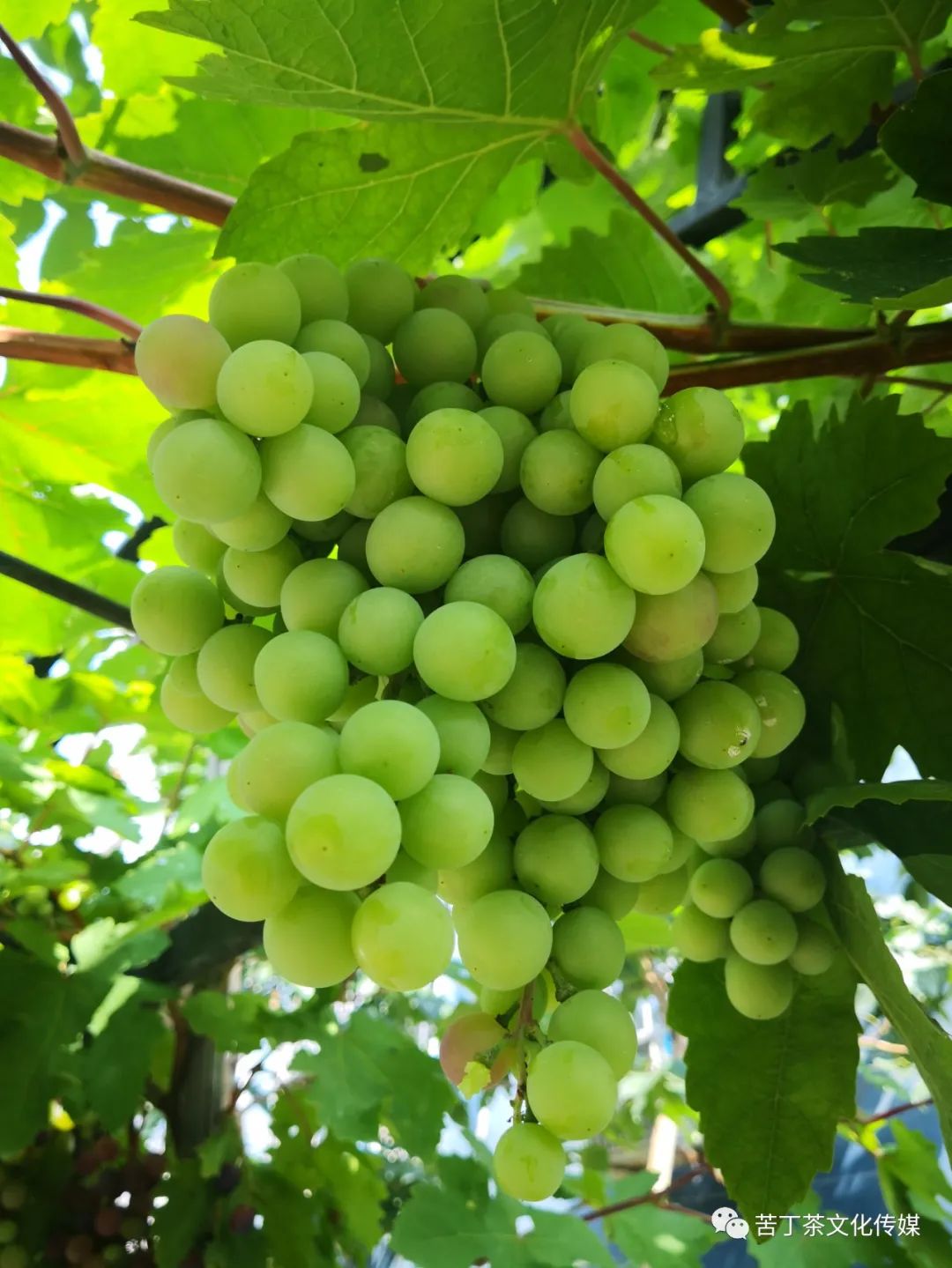 变废为宝---梅园创作的手提袋书画作品