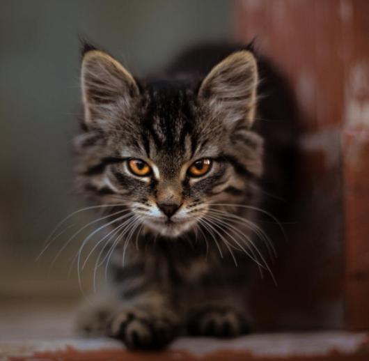 领养的小猫总是叫怎么办,领养的猫晚上一直叫怎么办