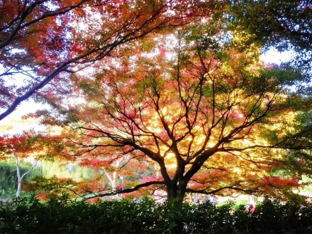 深秋回暖，安排！沪上各区的深秋美景，你准备好打卡了吗？