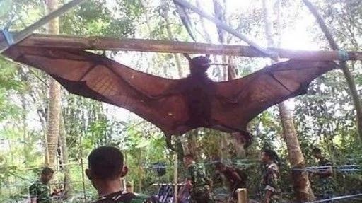 蝙蝠会变成吸血鬼吗,蝙蝠和吸血鬼有什么关系