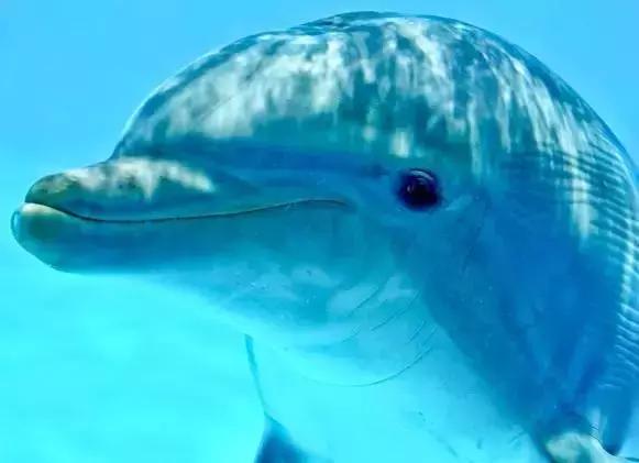 这团萌物看似天真无邪，其实满脑子黄色废料