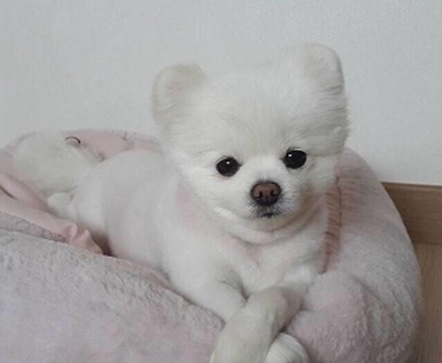 博美得了皮肤病是什么样子,38天的博美身上有皮肤病怎么治疗