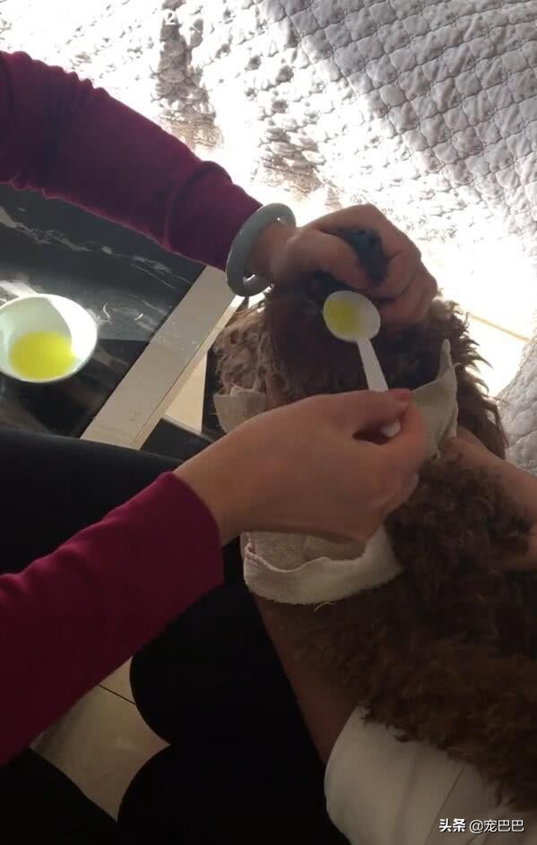 泰迪生病了不吃不喝怎么办,泰迪生病不吃东西只喝水