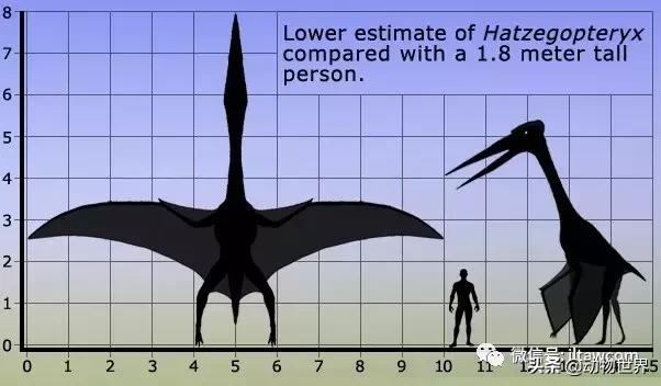 哈特斯哥翼龙比风神翼龙大吗,哈特兹哥翼龙复原图